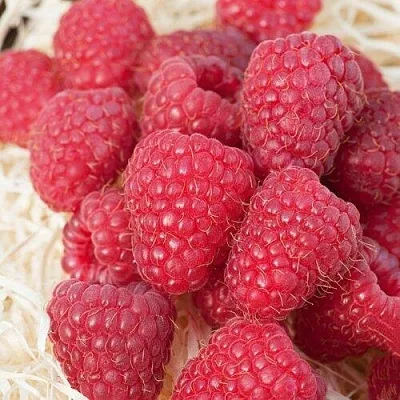 Малина МАРАСТАР  Малина МАРАСТАР в Чебоксарах