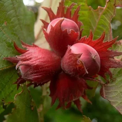 Фундук МОСКОВСКИЙ РУБИН  Фундук МОСКОВСКИЙ РУБИН в Чебоксарах