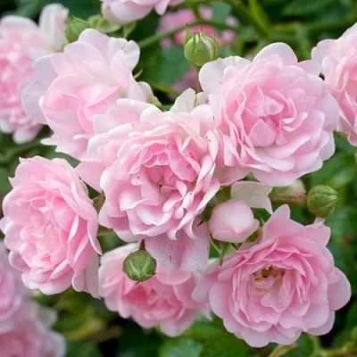 Саженцы роз ЗЕ ФЕЙРИ почвопокровная  Саженцы роз ЗЕ ФЕЙРИ почвопокровная в Чебоксарах