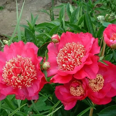 Пион БАРРИНГТОН БЕЛЬ травянистый в Чебоксарах