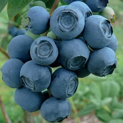 Голубика РУБЕЛ  Голубика РУБЕЛ в Чебоксарах