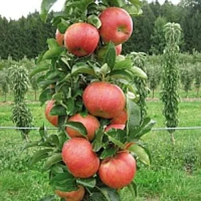 Яблоня ЯНТАРНОЕ ОЖЕРЕЛЬЕ колонновидная  Яблоня ЯНТАРНОЕ ОЖЕРЕЛЬЕ колонновидная в Чебоксарах