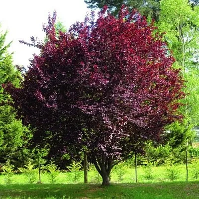 Декоративная в Чебоксарах