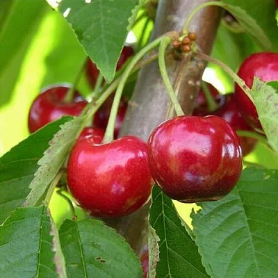 Черешня 15-26-5  Черешня 15-26-5 в Чебоксарах