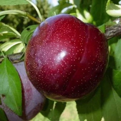 ШАРАФУГА  ШАРАФУГА в Чебоксарах