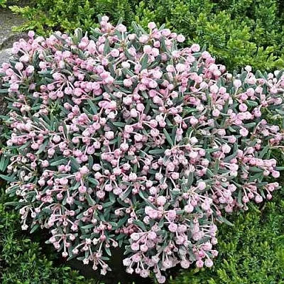 Андромеда БЛЮ АЙС многолистная  Андромеда БЛЮ АЙС многолистная в Чебоксарах