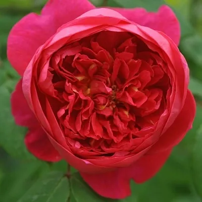 Саженцы роз БЕНДЖАМИН БРИТТЕН шраб  Саженцы роз БЕНДЖАМИН БРИТТЕН шраб в Чебоксарах