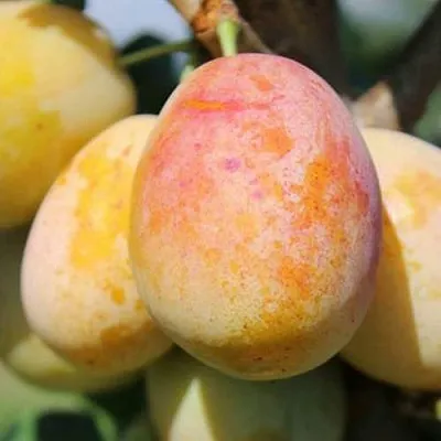 АПРИМИРА  АПРИМИРА в Чебоксарах