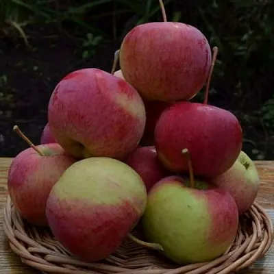 Яблоня РОДНИКОВАЯ  Яблоня РОДНИКОВАЯ в Чебоксарах