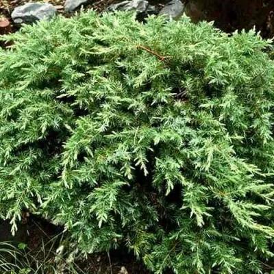 Можжевельник ШЛЯГЕР прибрежный — описание сорта Можжевельник ШЛЯГЕР прибрежный в Чебоксарах