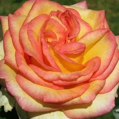 Саженцы роз АМАЗОНКА чайно-гибридная  Саженцы роз АМАЗОНКА чайно-гибридная в Чебоксарах