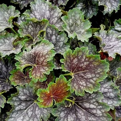 Гейхера МАРВЕЛОС МАРБЛ СИЛЬВЕР  Гейхера МАРВЕЛОС МАРБЛ СИЛЬВЕР в Чебоксарах