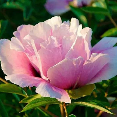 Пион ВРАТА ХРАМА древовидный   Пион ВРАТА ХРАМА древовидный  в Чебоксарах