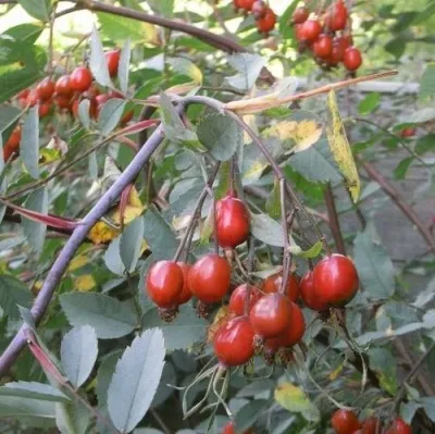 Саженцы роз сизая — описание сорта Саженцы роз сизая в Чебоксарах