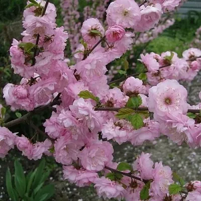 Миндаль ТРЁХЛОПАСТНЫЙ (луизеания)  Миндаль ТРЁХЛОПАСТНЫЙ (луизеания) в Чебоксарах