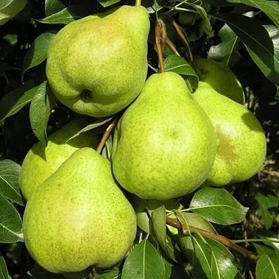 Груша АВГУСТОВСКАЯ РОСА  Груша АВГУСТОВСКАЯ РОСА в Чебоксарах