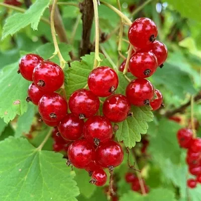 Смородина красная МААРСЕС ПРОМИНЕНТ  Смородина красная МААРСЕС ПРОМИНЕНТ в Чебоксарах