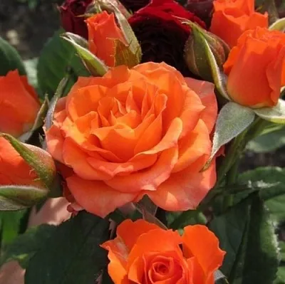 Саженцы роз АЛЕГРИЯ спрей  Саженцы роз АЛЕГРИЯ спрей в Чебоксарах