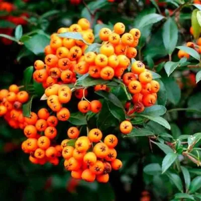 Пираканта ОРАНЖ ГЛОУ — описание сорта Пираканта ОРАНЖ ГЛОУ в Чебоксарах