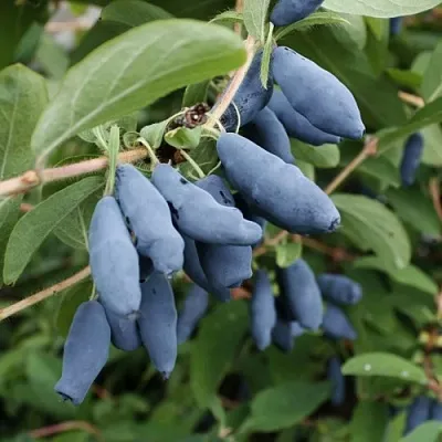 Жимолость съедобная ТОМИ японская в Чебоксарах