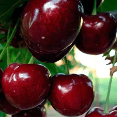 Черешня ВАСИЛИСА  Черешня ВАСИЛИСА в Чебоксарах