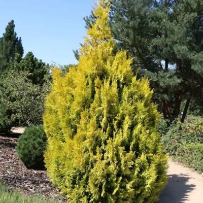 Туя СТОУНХАМ ГОЛД складчатая — описание сорта Туя СТОУНХАМ ГОЛД складчатая в Чебоксарах