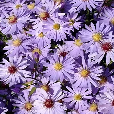 Астра БЛЮ ХЕВЕН сердцелистная  Астра БЛЮ ХЕВЕН сердцелистная в Чебоксарах