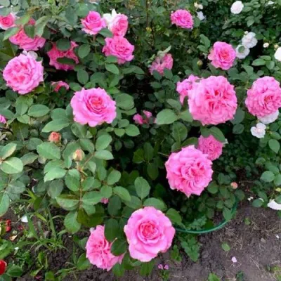 Саженцы роз ЭШЛИ чайно-гибридная — описание сорта Саженцы роз ЭШЛИ чайно-гибридная в Чебоксарах