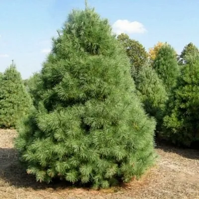 Сосна ВЕЙМУТОВА в Чебоксарах