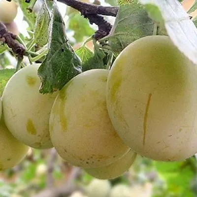 Слива УТРО в Чебоксарах