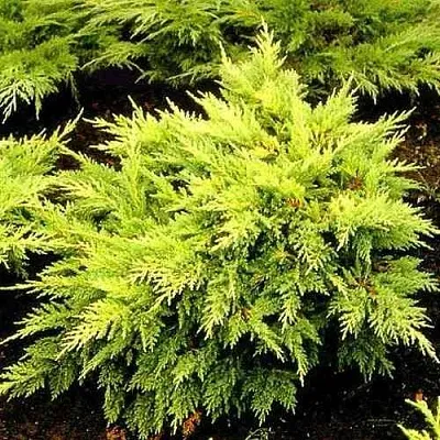 Можжевельник МОРДИГАН ГОЛД средний  Можжевельник МОРДИГАН ГОЛД средний в Чебоксарах