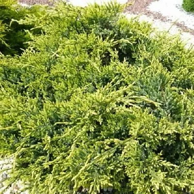 Можжевельник ГОЛД СТАР средний  Можжевельник ГОЛД СТАР средний в Чебоксарах