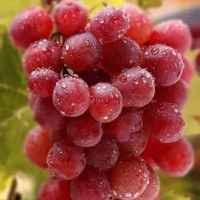 Ранние сорта  Ранние сорта в Чебоксарах