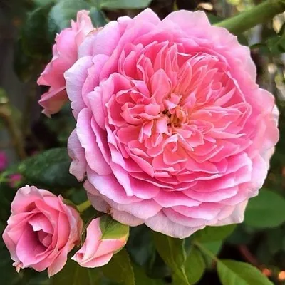 Саженцы роз ФРАНЦУЗСКОЕ ПЛАТЬЕ японская  Саженцы роз ФРАНЦУЗСКОЕ ПЛАТЬЕ японская в Чебоксарах