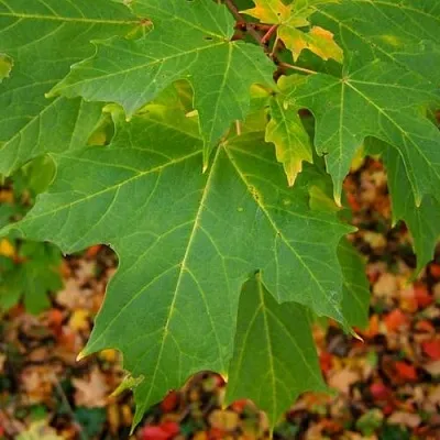 Клен сахарный  Клен сахарный в Чебоксарах