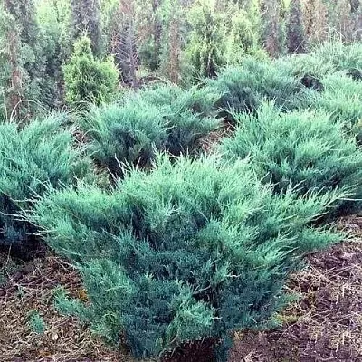 Можжевельник БЛЮ ДАНУБ казацкий  Можжевельник БЛЮ ДАНУБ казацкий в Чебоксарах
