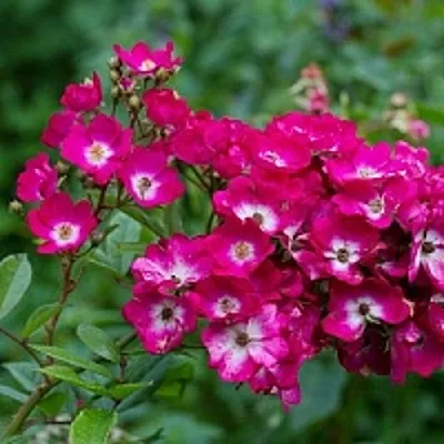 Саженцы роз МАРДЖОРИ ФЕЙР полиантовая  Саженцы роз МАРДЖОРИ ФЕЙР полиантовая в Чебоксарах