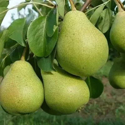 Груша СВЕРДЛОВЧАНКА  Груша СВЕРДЛОВЧАНКА в Чебоксарах