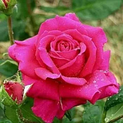 Саженцы роз ШАКИРА чайно-гибридная  Саженцы роз ШАКИРА чайно-гибридная в Чебоксарах