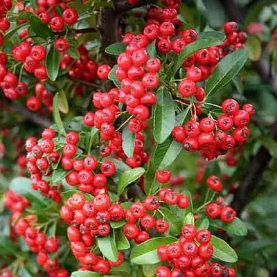 Пираканта РЕД КУИШОН  Пираканта РЕД КУИШОН в Чебоксарах