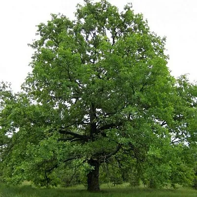 Дуб черешчатый   Дуб черешчатый  в Чебоксарах