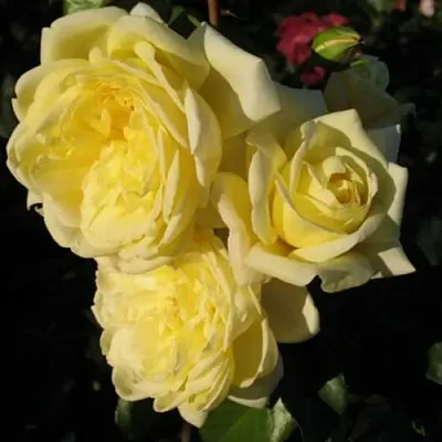 Саженцы роз КАЗИНО плетистая  Саженцы роз КАЗИНО плетистая в Чебоксарах