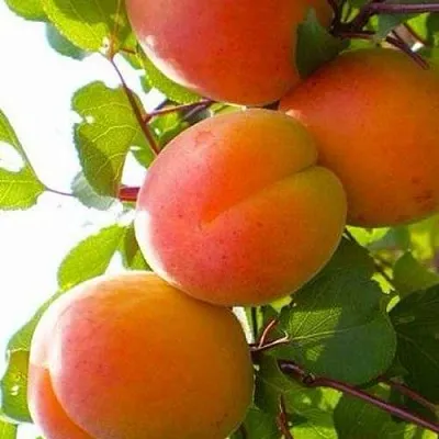 Абрикос КРЫМСКИЙ АМУР  Абрикос КРЫМСКИЙ АМУР в Чебоксарах