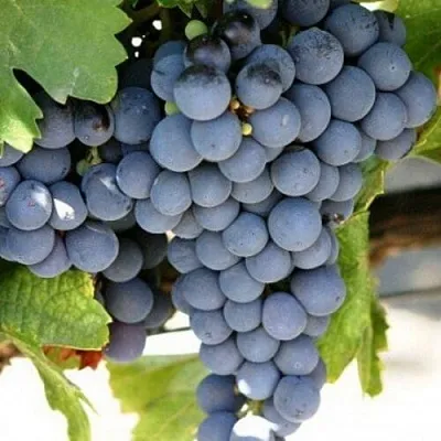 Виноград ЧЕСУРАН  Виноград ЧЕСУРАН в Чебоксарах