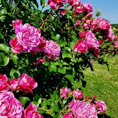 Саженцы роз ИНЕС САСТР плетистая  Саженцы роз ИНЕС САСТР плетистая в Чебоксарах