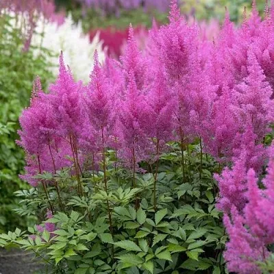 Астильба АМЕТИСТ Арендса  Астильба АМЕТИСТ Арендса в Чебоксарах