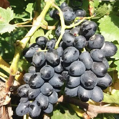 Виноград КИШМИШ АТТИКА  Виноград КИШМИШ АТТИКА в Чебоксарах