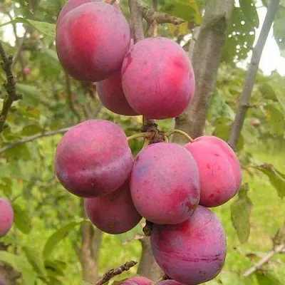 Слива ЭДИНБУРГСКАЯ в Чебоксарах