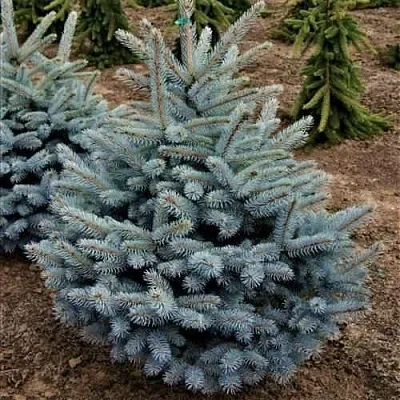 Ель МИСТИ БЛЮ голубая в Чебоксарах