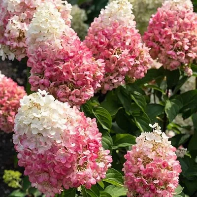 Гортензия ПИНКИ ПРОМИС метельчатая  Гортензия ПИНКИ ПРОМИС метельчатая в Чебоксарах